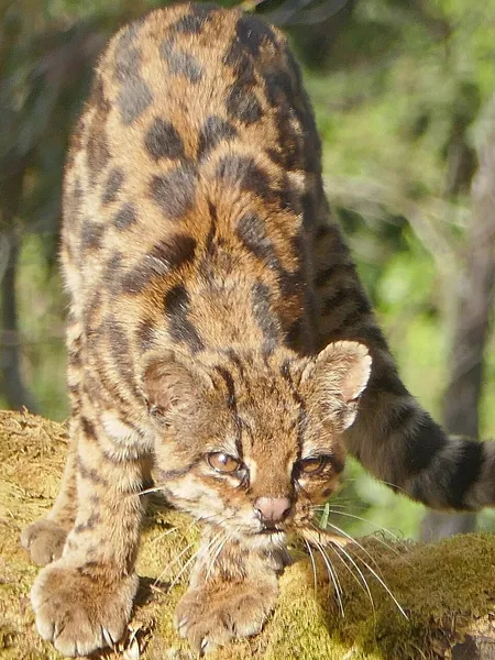 Clouded tiger cat