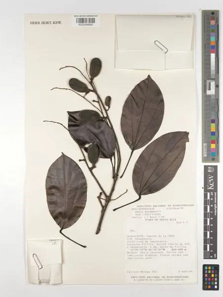 Abuta panamensis
