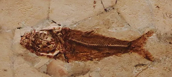 Chanoides