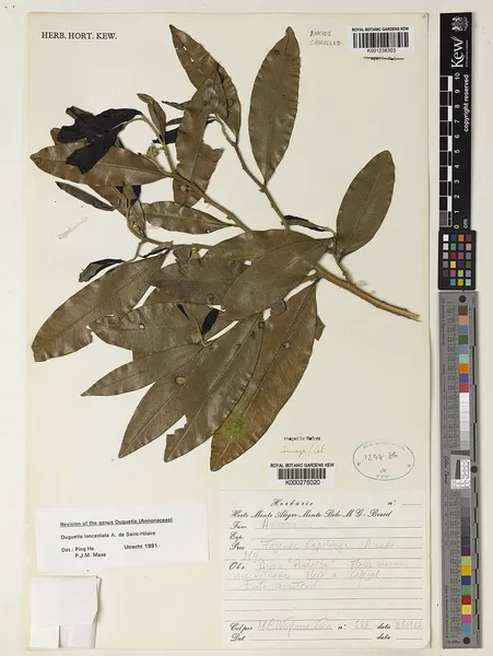 Duguetia lanceolata