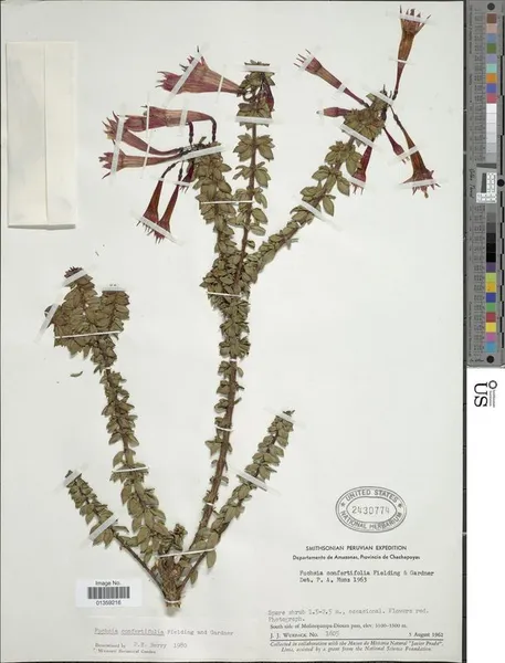 Fuchsia confertifolia