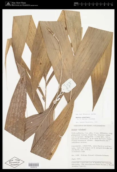 Bactris schultesii