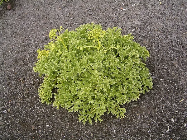 Astydamia