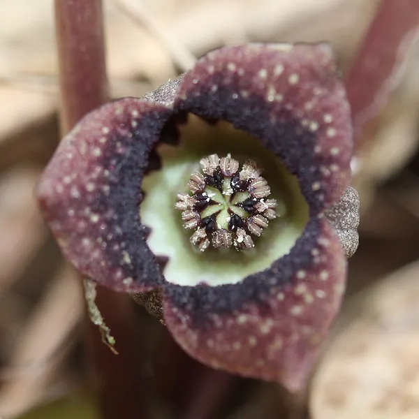 Asarum sieboldii
