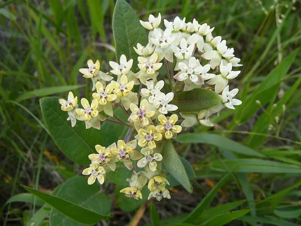 Asclepias ovalifolia