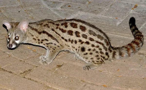 Cape genet