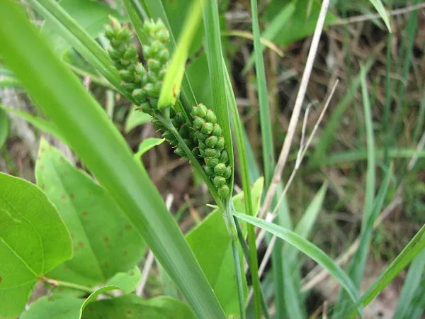 Carex glaucodea