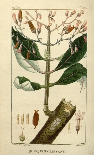 Cinchona nitida