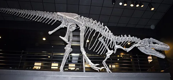 Big Al (dinosaur)