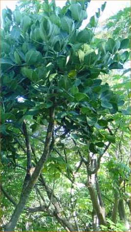 Gastonia (plant)
