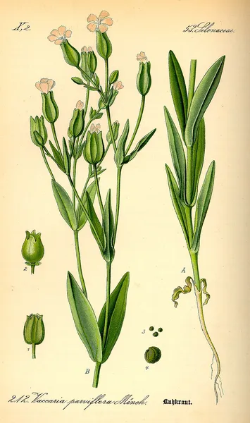 Gypsophila vaccaria