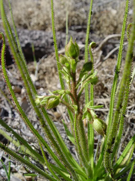 Drosophyllum