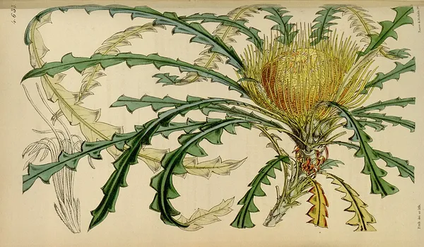 Banksia nobilis