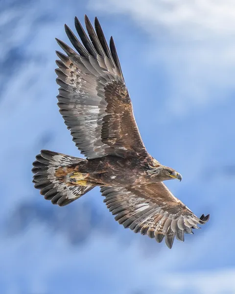 Golden eagle