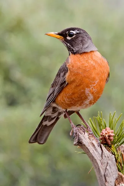 Fauna of Connecticut