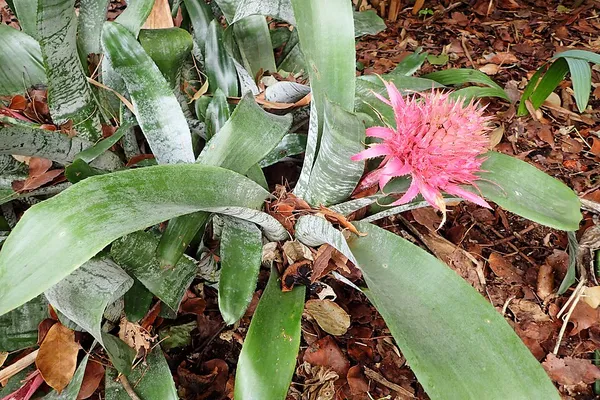 Bromelioideae