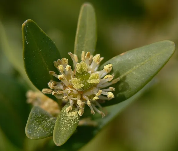 Buxaceae