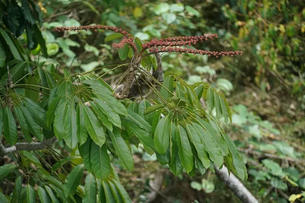 Heptapleurum