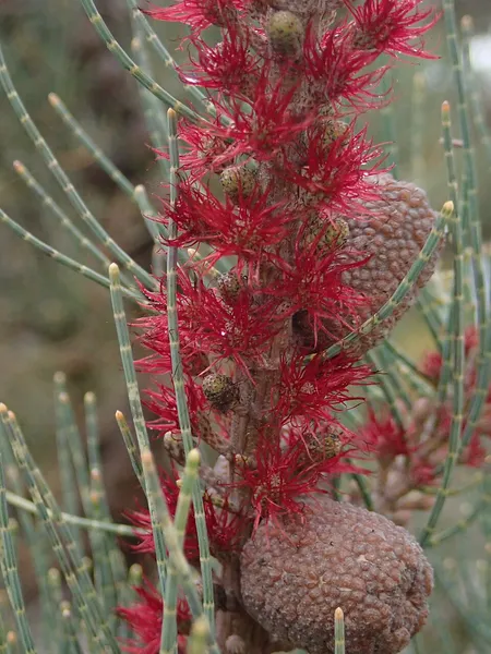 Allocasuarina humilis