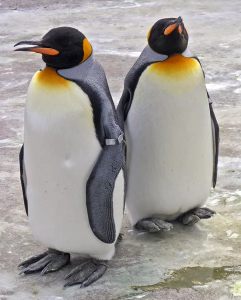 Flightless bird