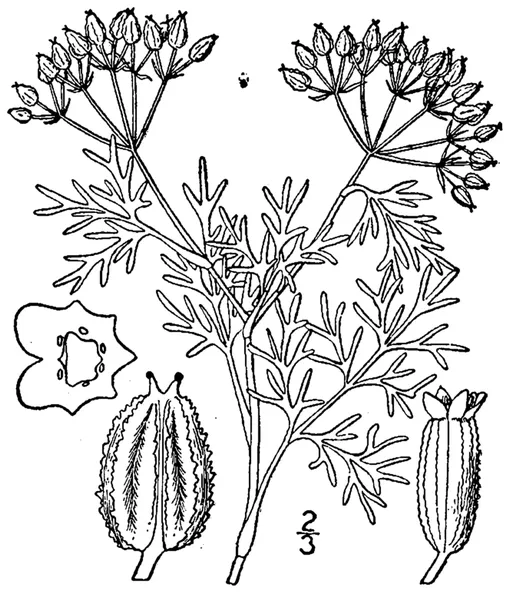 Ammoselinum