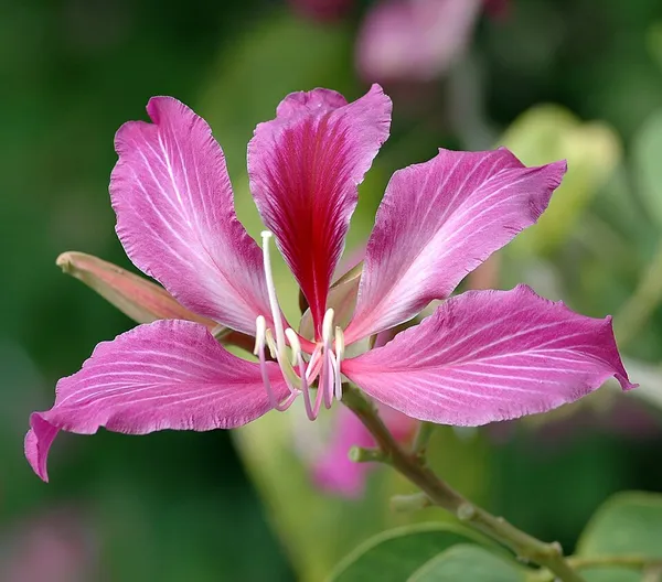 Bauhinia × blakeana