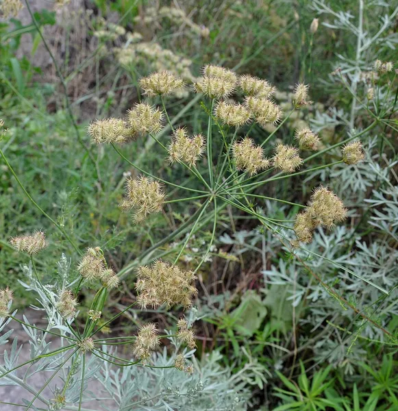 Astrodaucus