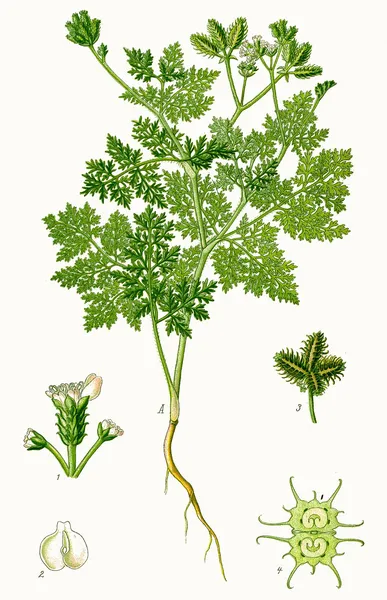 Caucalis