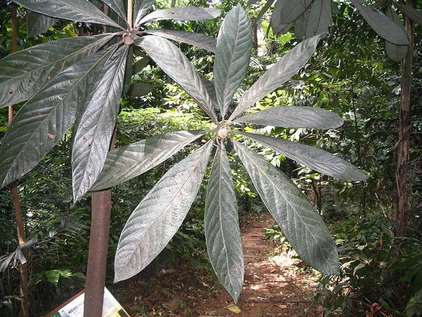 Actinodaphne