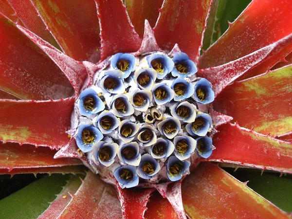 Fascicularia
