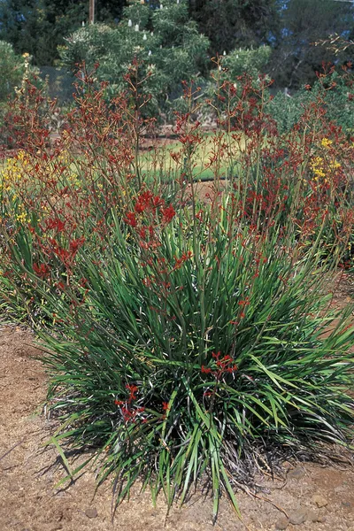 Haemodoraceae