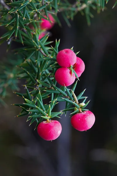 Ericaceae