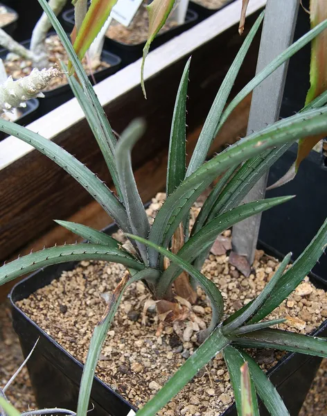 Deinacanthon