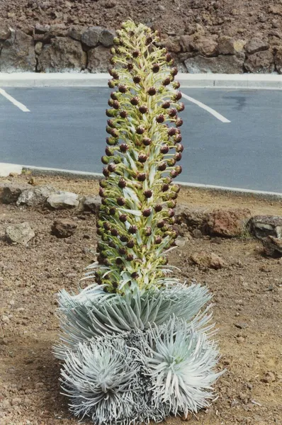 Argyroxiphium