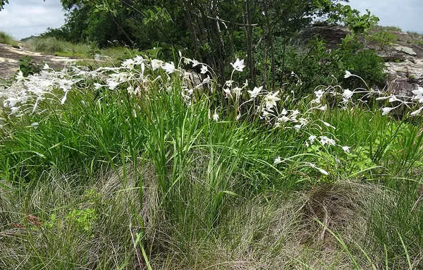 Gladiolus murielae