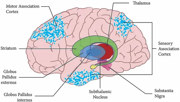 Basal ganglia